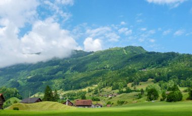İsviçre, Meiringen, Schwarzwaldalp, yemyeşil bir alanda otlayan bir koyun sürüsü.