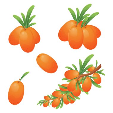 Bu vektör illüstrasyon seti, çeşitli boyutlarda, çeşitli tasarım projeleri gibi çeşitli tasarım projelerinde kullanılmak üzere mükemmel deniz dikenli böğürtlenlerin, dalların ve kümelerin gerçekçi karikatür tarzı resimlerini içerir.