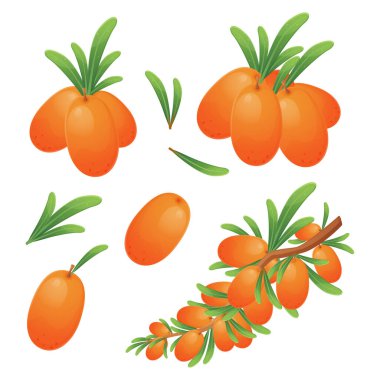 Bu vektör illüstrasyon seti, ambalaj, baskı malzemeleri ve web siteleri gibi çeşitli tasarım projelerinde kullanılmak üzere çeşitli boyutlarda deniz karabataklarının, dalların ve çeşitli boyutlardaki kümelerin gerçekçi karikatür tarzı resimlerini içerir. Tüm görüntüler...