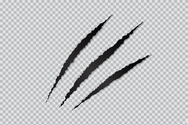 Şeffaf arka planda üç kedi tırmalaması. Stok vektör illüstrasyonu düz bir şekilde izole edildi.