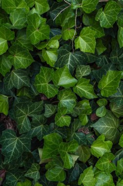 Sarmaşık yapraklarının yoğun yaprakları, canlı yeşil renkleri ve karmaşık yaprak desenleri. Bu doğal zemin örtüsü verimli ve huzurlu bir ortam yaratıyor. Bir bahçe ya da orman düzeni için mükemmel..