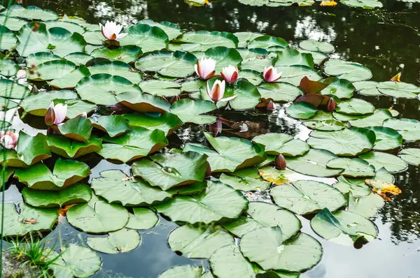 stock image A serene pond adorned with blooming water lilies. The delicate pink and white flowers rise above the green lily pads, reflecting in calm water and adding to natural beauty of garden setting.