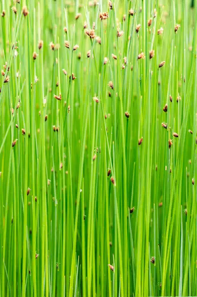 stock image Fresh green grass covering ground, providing natural and vibrant background ideal for spring, summer, and environmental themes.