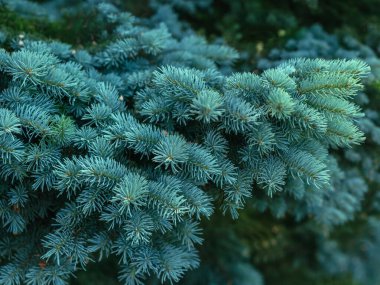 İğne gibi yaprakları olan yeşil kozalaklı dallar, canlı doğal çevrede botanik güzellikler sergiliyor..