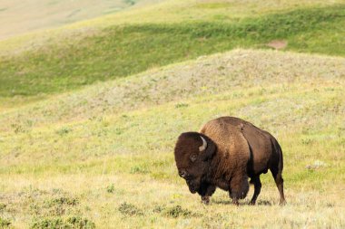 Plains Bison, Waterton Lakes NP, Alberta Canada