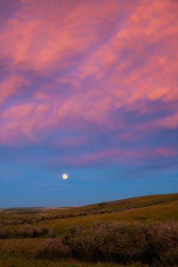 Güney Alberta, Kanada 'da bir saman tarlasında Sunset' te ayın doğuşu