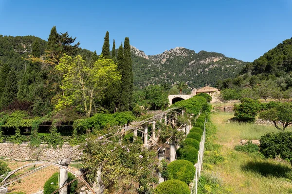 Sikátor Alfabia Kertekben Természetvédelmi Parkban Tramuntana Hegyen Bunyola Mallorca Baleár — Stock Fotó
