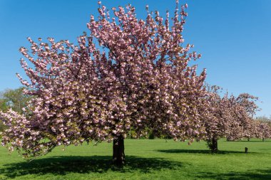 Güneşli bir bahar gününde pembe çiçekli kiraz ağaçları. Halka açık Parc de Sceaux 'da Hauts-de-Seine, Fransa.