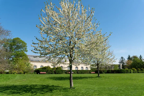 在一个阳光明媚的春天 樱桃树开满了白花 在公开的Parc Sceaux拍摄 背景为Orangerie Hauts Seine — 图库照片