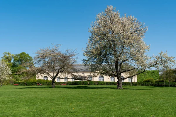 在一个阳光明媚的春天 樱桃树开满了白花 在公开的Parc Sceaux拍摄 背景为Orangerie Hauts Seine — 图库照片