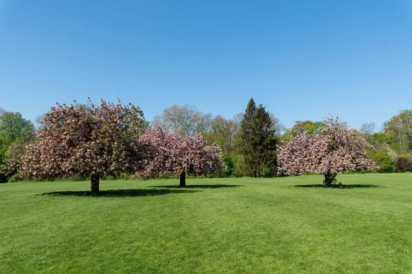 Cherry Trees Pink Flowers Full Bloom Sunny Spring Day Shot Royalty Free Stock Photos