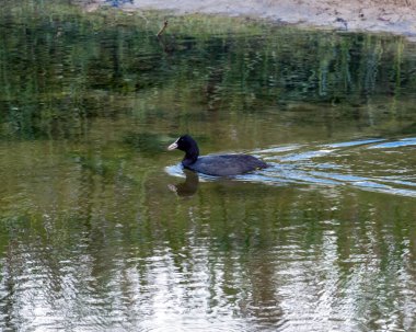 Marne Nehri kıyısındaki sulak gölette yüzen Avrasya yaban ördeği (Fulica atra). Eylül 'de Haute-Ile Park doğa koruma alanı yakınlarında çekildi, Marne Nehri, Fransa