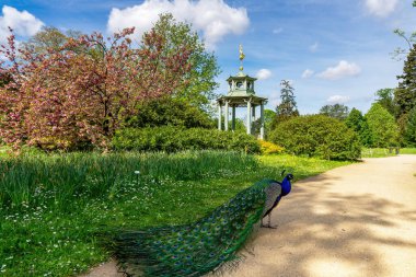 Chinese Kiosk in the Bagatelle park at springtime with a Peacock in the foreground. This park is located in Boulogne-Billancourt near Paris, France clipart