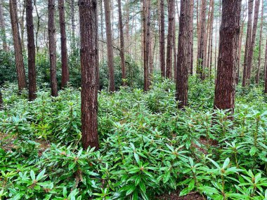 New growth of Rhododendron plants in a Pine Forest in England. The Rhododendron bush is a non-native, invasive species that is detrimental to British flora. clipart