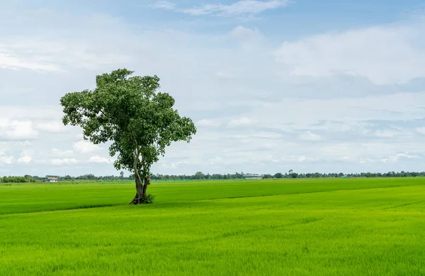 Τοπίο Του Πράσινου Ορυζώνα Ένα Μοναχικό Δέντρο Και Μπλε Ουρανό — Φωτογραφία Αρχείου