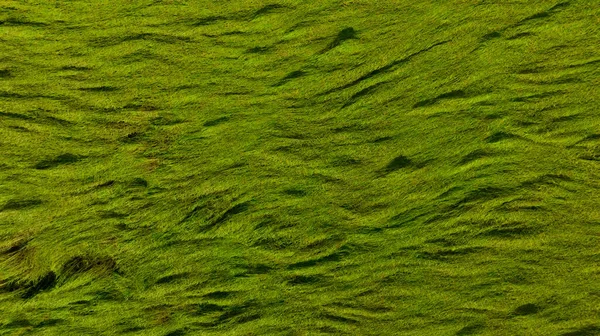 stock image Aerial view of green rice field texture background. Rice plants bend down to cover ground from monsoon winds. Natural pattern of green rice farm. Above view of agricultural field. Beauty in nature.