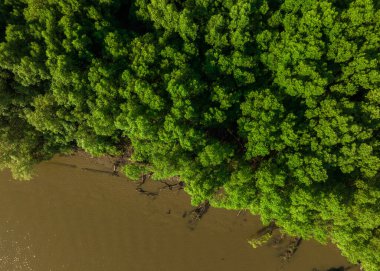 Sabah güneşli yeşil mangrov ormanı. Mangrove ekosistemi. Doğal karbon batar. Mangrovlar atmosferden CO2 yakalıyorlar. Mavi karbon ekosistemleri. Mangrovlar karbondioksit emisyonunu emerler..