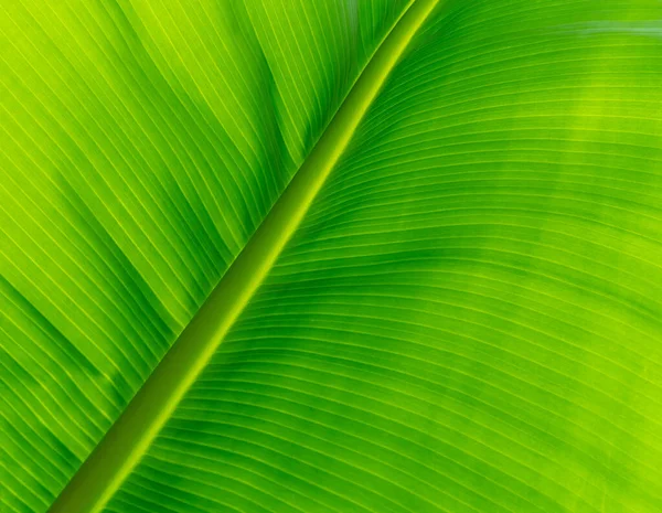 Closeup light green banana leaf. Green leaf of banana texture background. Green organic banana leaf pattern detail for spa or organic products wallpaper. Nature of tropical plant. Tropical plant.