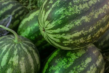 Closeup pile of green peel watermelons in the market. Watermelon from an organic agriculture farm. Tropical juicy flesh fruit. Healthy food. Fruit of summer.The sweet, juicy red or pink flesh fruit.