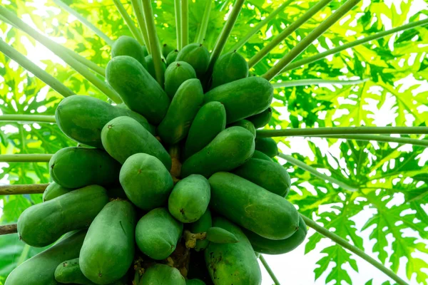 Organic green papaya and leaves on tree. Papaya fruit on tree in the garden. Papaya plantation in agriculture farm. Unripe green fruit are used to make Som Tam. Growing and care of papaya fruit trees.