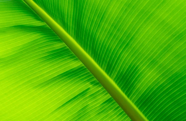 Closeup light green banana leaf. Green leaf of banana texture background. Green organic banana leaf pattern detail for spa or organic products wallpaper. Nature of tropical plant. Tropical plant.