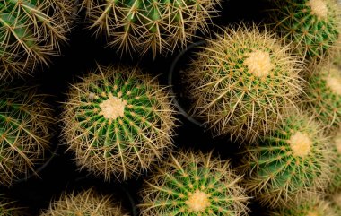 Top view of green cactus tree. Desert plant. Cacti succulent plants. Green cactus in garden. Sharp golden thorn on cactus plant. Stem succulent with spines. Round shape cactus for decoration garden.