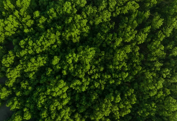 Aerial Top View Mangrove Forest Drone View Dense Green Mangrove — Foto Stock