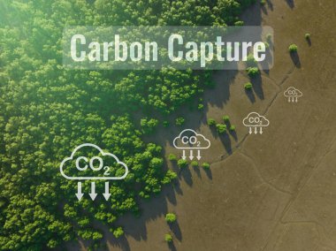 Karbon yakalama konsepti. Doğal karbon batar. Mangrov ağaçları atmosferdeki CO2 'yi yakalar. Yeşil mangrov ormanının havadan görünüşü. Mavi karbon ekosistemleri. Mangrovlar karbondioksit emisyonunu emerler..