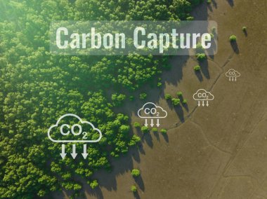Carbon capture concept. Natural carbon sinks. Mangrove trees capture CO2 from the atmosphere. Aerial view of green mangrove forest. Blue carbon ecosystems. Mangroves absorb carbon dioxide emissions. clipart