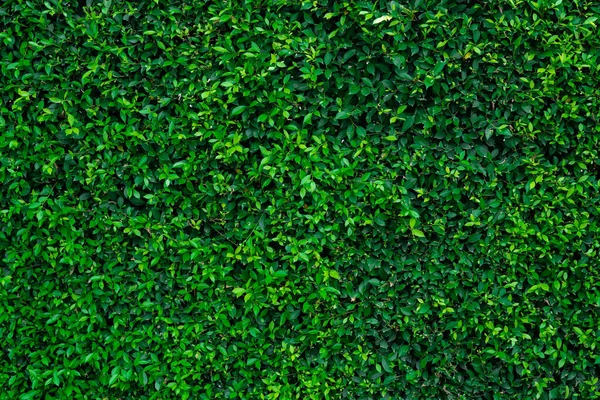 Маленьке Зелене Листя Фоні Текстури Огорожі Стіни Крупним Планом Рослина — стокове фото