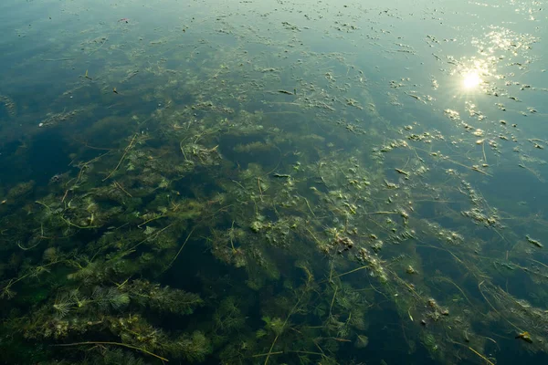 ヒドラやタイム ハイドラ ヴェルティチラータ 淡水湖での侵入種 水生雑草だ 水生生態系を破壊する 植生は水没した 水生植物 環境問題 — ストック写真
