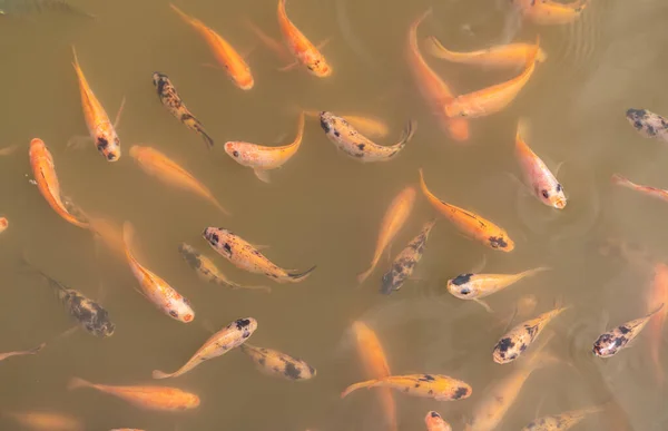 어장에서 먹이를 기다리고 틸라피아 물고기의 꼭대기 연못에 물고기입니다 물고기는 먹이를 — 스톡 사진