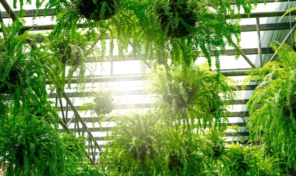 挂在篮子里的绿叶蕨类 迷人的室内挂花园 波士顿蕨类植物在花园里挂着盆栽装饰 蕨园的漂亮设计 照顾挂篮子里的蕨类 — 图库照片