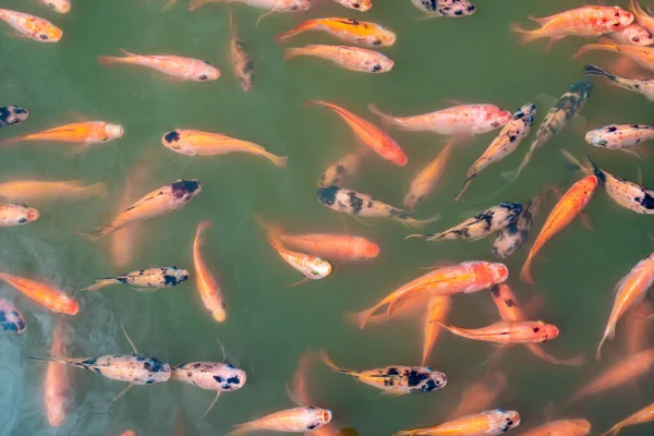 어장에서 먹이를 기다리고 틸라피아 물고기의 꼭대기 연못에 물고기입니다 물고기는 먹이를 — 스톡 사진