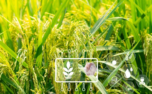 Agriculture Intelligente Avec Concept Technologie Moderne Oreilles Riz Dans Les — Photo
