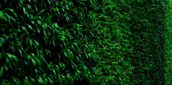垂直庭の壁のテクスチャの背景に緑の植物 持続可能な緑の壁 緑の壁に住んでる 植生に覆われた環境に優しい壁 緑の草は垂直庭に残します 自然背景 — ストック写真