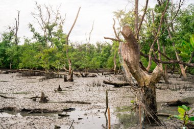 Dalgalar alçaldığında yeşil mangrov ormanı. Mangrov ağaçları CO2 'yi yakalar. Sıfır ağ emisyonu. Mavi karbon ekosistemleri. Mangrove ekosistemi. Doğal karbon batar. Mangrovlar karbondioksit emisyonunu emerler. Kıyı.