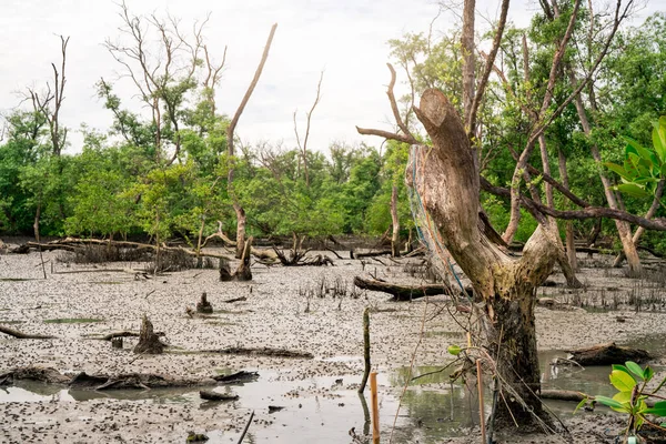 Green mangrove forest at low tide. Mangrove trees capture CO2. Net zero emissions. Blue carbon ecosystems. Mangrove ecosystem. Natural carbon sinks. Mangroves absorb carbon dioxide emissions. Coastal.