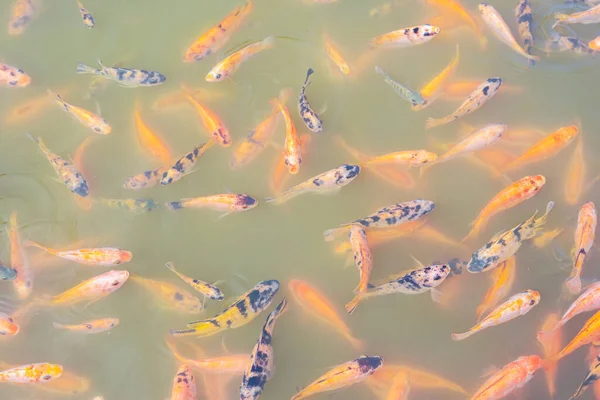 Top view of Nile tilapia fish on farm waiting for food in aquaculture pond at feeding time. Freshwater fish in aquaculture pond. Freshwater fish wait for feeding. Animal feed industry. Cloudy water.