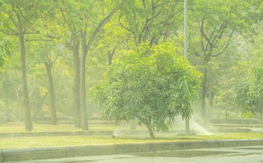 Otomatik çim püskürtücü yeşil çimenleri ve mango ağacını suluyor. Otomatik fıskiyeli. Bahçe sulama çimleri. Fıskiye servisi ve bakım. Ev servisi sulama sistemi.