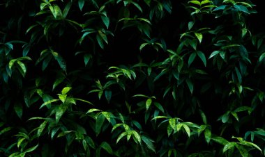 Dikey bahçe duvarı arka planında yeşil bitki. Sürdürülebilir yeşil duvar. Canlı yeşil duvar. Bitkilerle kaplı çevre dostu bir duvar. Dikey bahçede yeşil çimen yaprakları. Doğa arkaplanı.