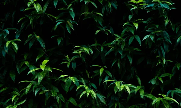 Plante Verte Sur Fond Vertical Texture Mur Jardin Mur Vert — Photo