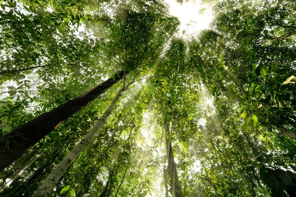 Tropikal ormandaki ağaç gövdesinden yeşil ağaç yapraklarına kadar. Satılık ağaç ormanı karbon kredisi. Karbondioksit azaltımı. Dünya çevre günü geçmişi. Dünya 'nın doğal oksijen kaynağı.