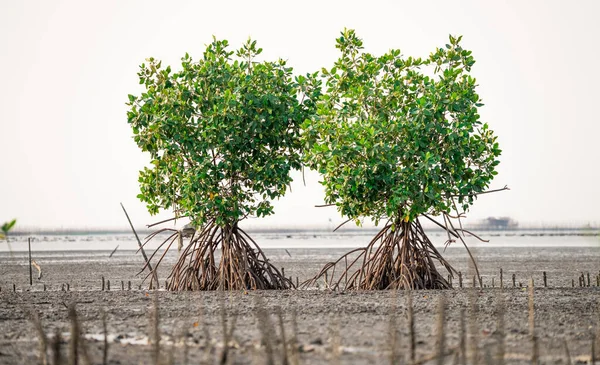 Mangrov Ormanında Pervane Kökleri Olan Birkaç Mangrov Ağacı Yeşil Mangrov — Stok fotoğraf