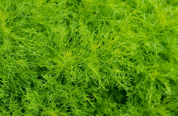 Bahçedeki Süs Bitkisinin Yeşil Yaprakları Tam Çerçeve Küçük Yeşil Yaprak — Stok fotoğraf