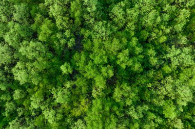 Mangrov ormanının havadan görünüşü. Yoğun yeşil mangrov ağaçlarının drone görüntüsü CO2 'yi yakalıyor. Karbon nötr ve net sıfır emisyon kavramı için yeşil ağaçlar. Sürdürülebilir yeşil ortam.