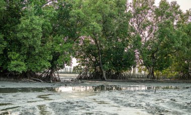 Yeşil mangrov ormanı ve sahildeki çamur düzlüğü. Mangrove ekosistemi. Doğal karbon batar. Mangrovlar atmosferden CO2 yakalıyorlar. Mavi karbon ekosistemleri. Mangrovlar karbondioksit emisyonunu emerler..