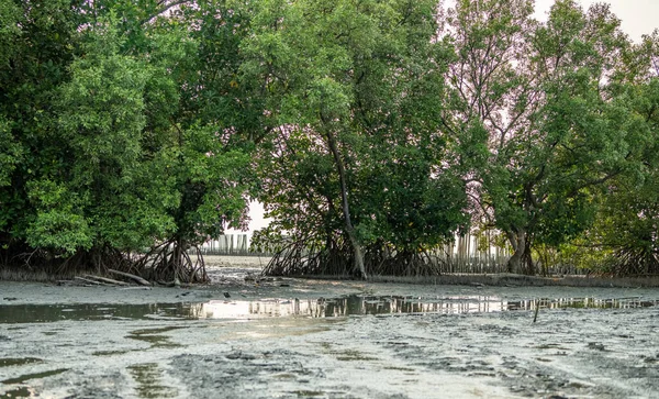 Forêt Mangroves Vertes Vasières Sur Côte Écosystème Mangroves Éviers Carbone — Photo