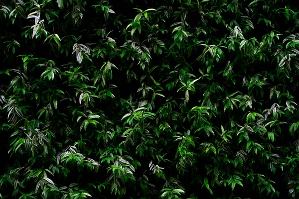 Plante Verte Sur Fond Vertical Texture Mur Jardin Mur Vert — Photo