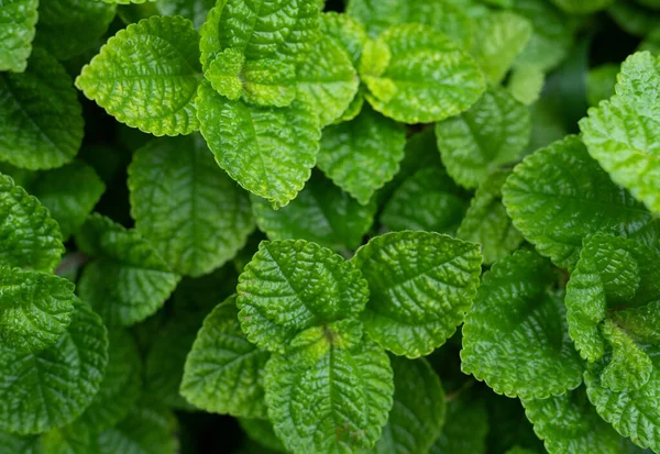 Detailní Zelené Listy Tropické Rostliny Zahradě Hustý Zelený List Krásným — Stock fotografie